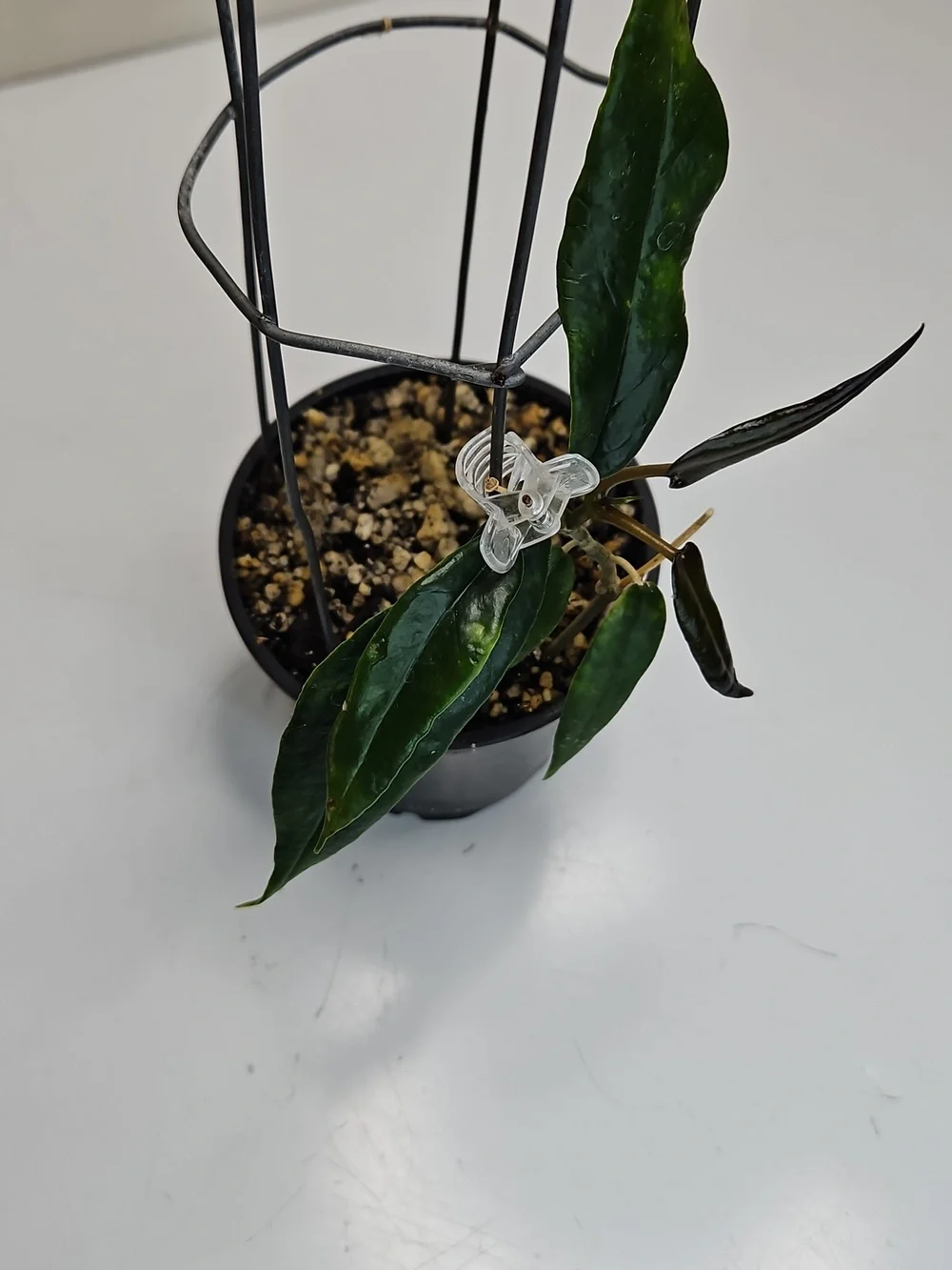 Dark Green Hoya KAIMUKI Indoor Potted Plant with Support Cage